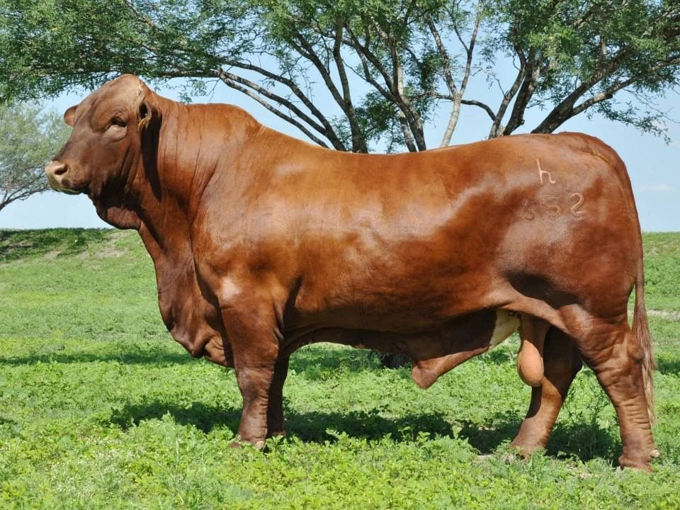 Beefmaster