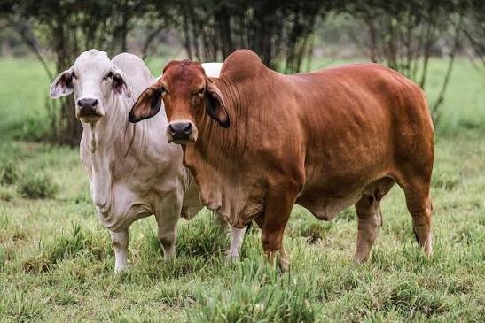 Brahman